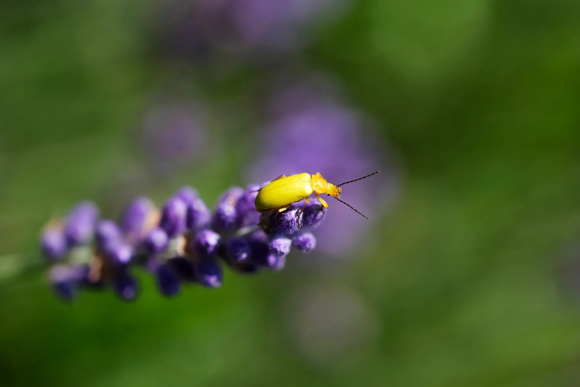 Auf dem Lavendel