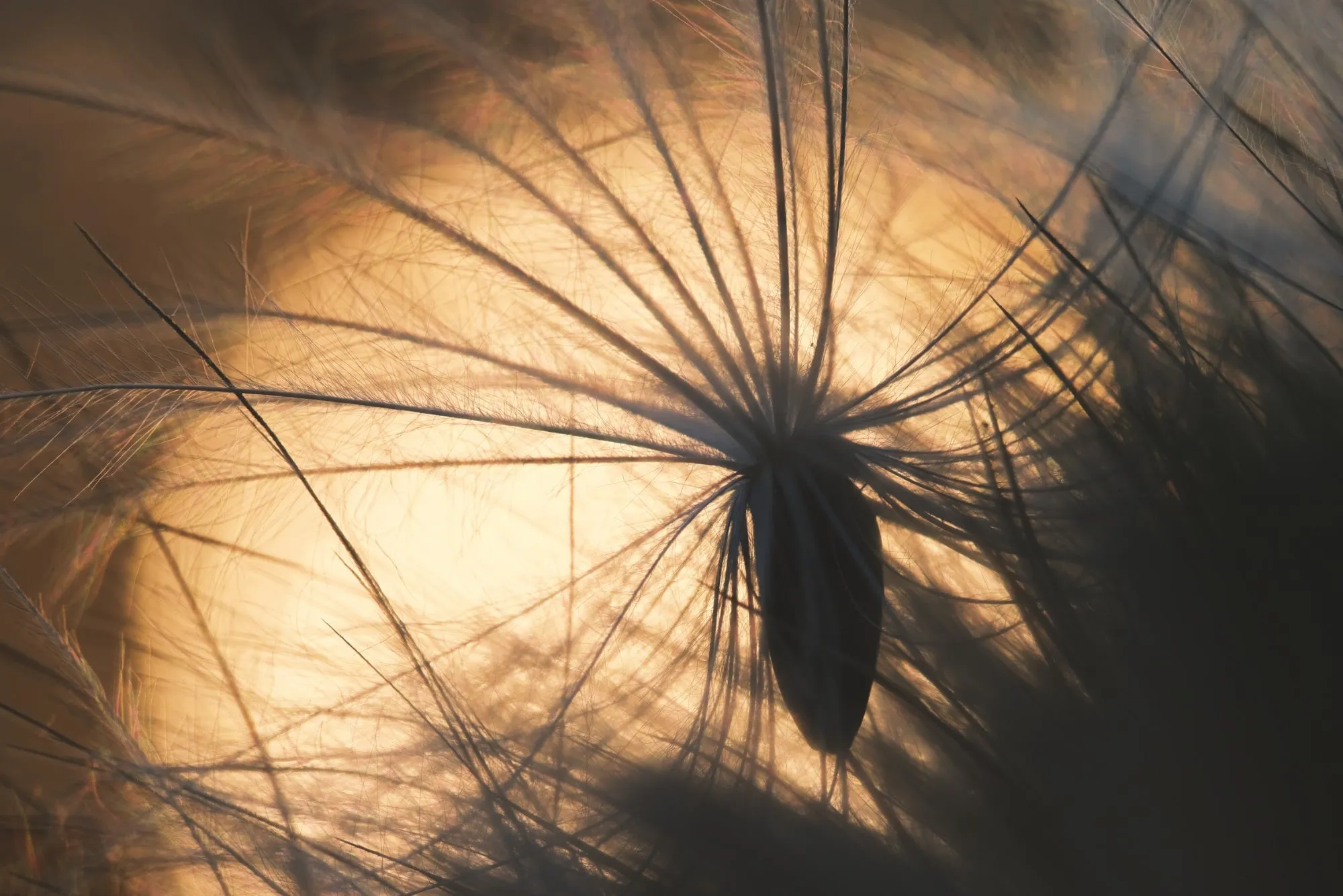 Gegenlicht