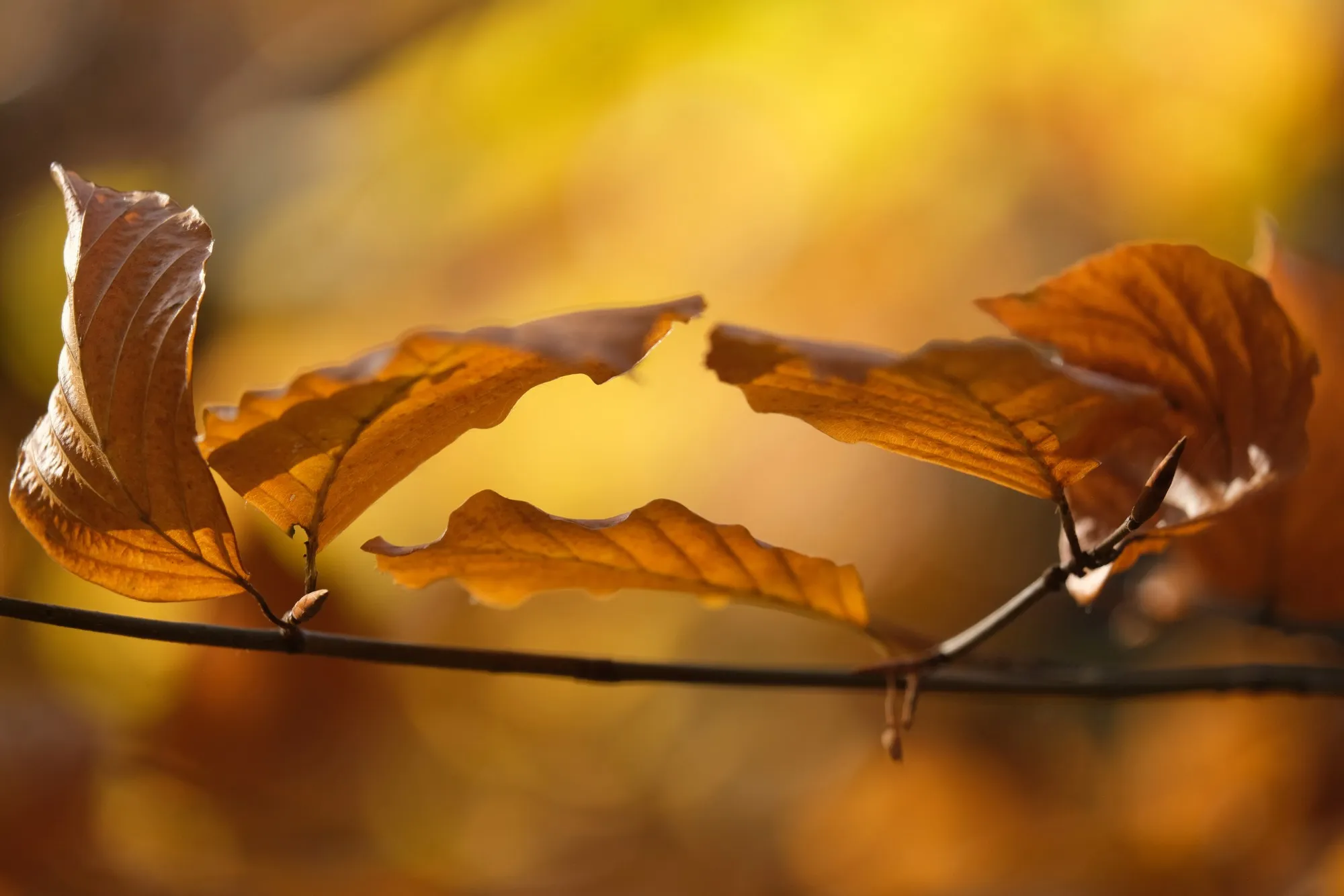 Oktoberlicht